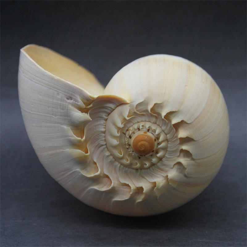 The sea snail can listen to the sound of the sea The golden snail shell of the sea can blow the sea snail number home decoration craft gift hem decoration gift