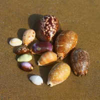 12 Scuesure Snails не будут повторены