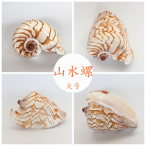 Natural mountain water snail landscape snail Shell nipple vortex conch Home decoration Snail gift Fish tank landscaping flower pot