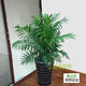 Shade-tolerant medium-sized plants rich coconut Hawaiian coconut potted indoor corridor aisle office green plants