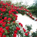 Саженцы виноградной лозы расцветают во всех сезонах, большие саженцы, сильный аромат, виноградное растение, садовые цветы, розовая роза роза