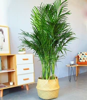 Rich Coconut 1,3-1,4 метра с раковиной и бамбуковой корзиной