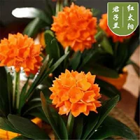 Красное солнце 8 ~ 11 листьев расцветало в круглых головах в этом году