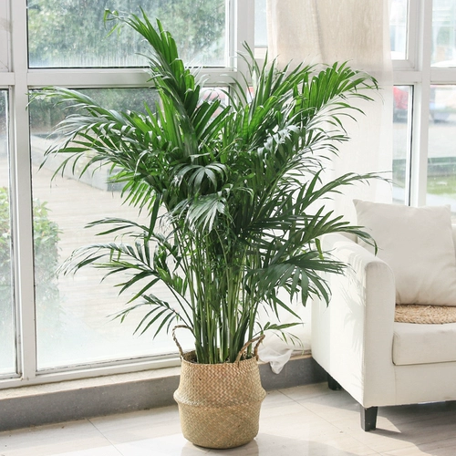 Sanjiefishi Potted Phoenix Bamboom Room Гостиная Большая зеленая кокосовая кокосовая кокосовые орехи Гавай