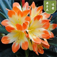 От 8 до 11 листьев на краю желтой Кливи, расцветавшей в прошлом