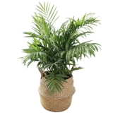 Sanjiefishi Potted Phoenix Bamboom Room Гостиная Большая зеленая кокосовая кокосовая кокосовые орехи Гавай