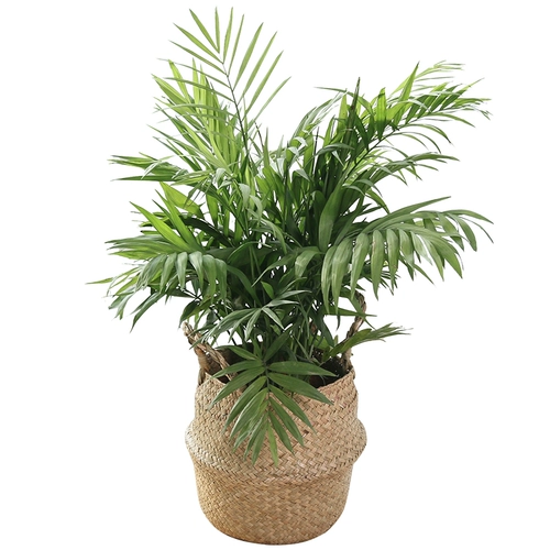 Sanjiefishi Potted Phoenix Bamboom Room Гостиная Большая зеленая кокосовая кокосовая кокосовые орехи Гавай