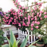 Саженцы виноградной лозы расцветают во всех сезонах, большие саженцы, сильный аромат, виноградное растение, садовые цветы, розовая роза роза