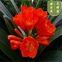 Генерал Кливия от 8 до 11 листьев расцвел в прошлом