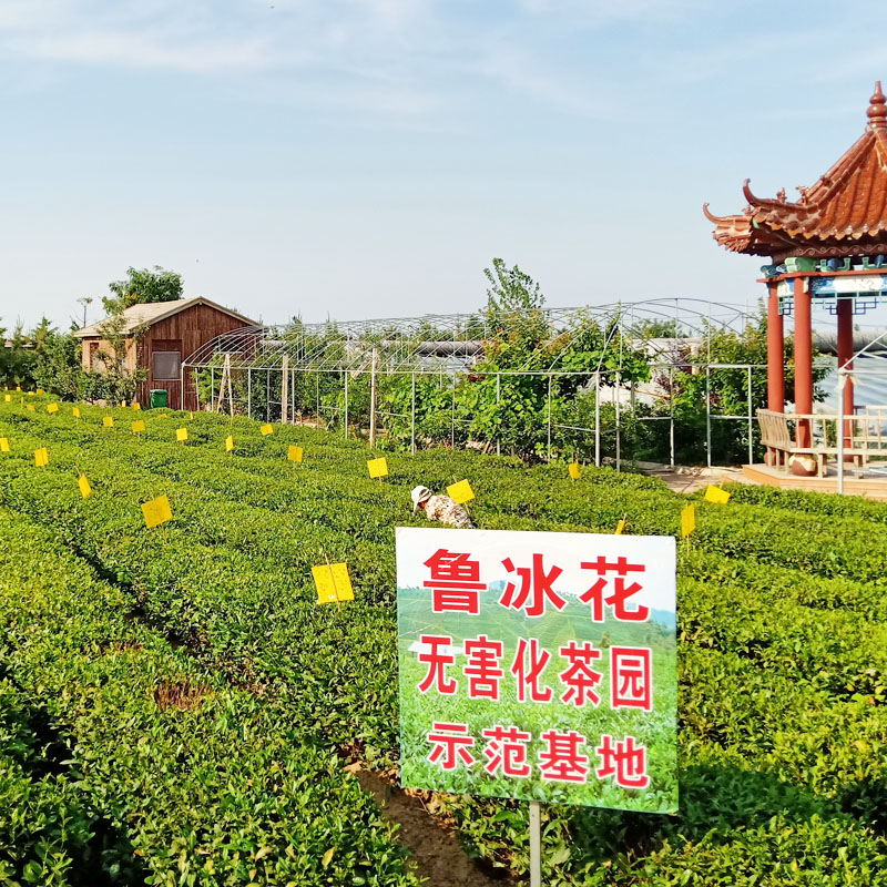 Zhao Gul Guolu Ice Flower Green tea 2022 New tea Bulk Grade 1 Concentrated Aroma Type of Bubbly Healthy Spring Tea 50 gr