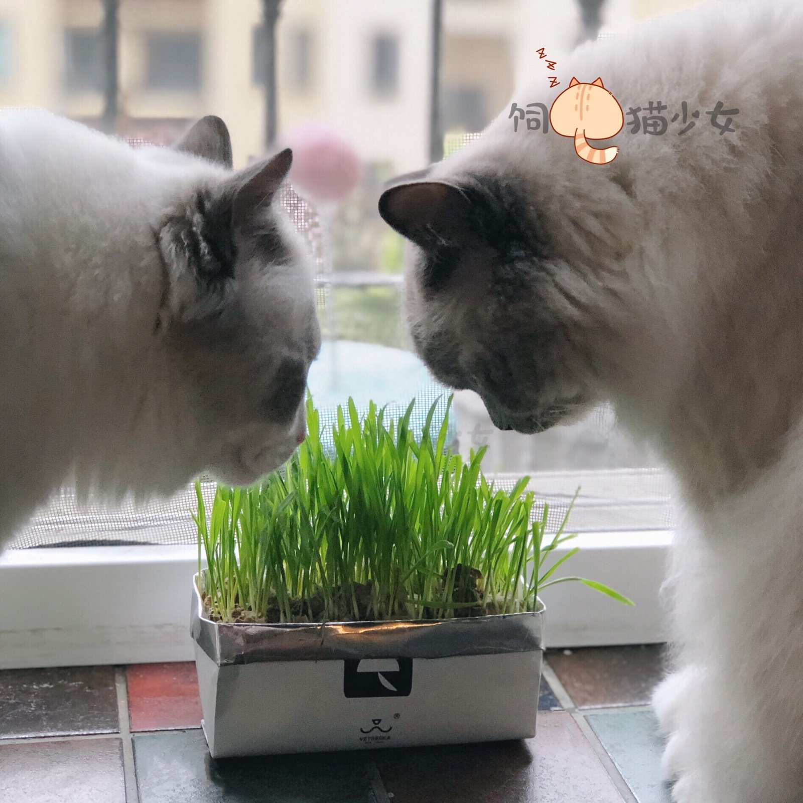MADAMA CAT is not card-free paper to breed cat grass to hair ballastomy hair conditioning Gut is easy to breed