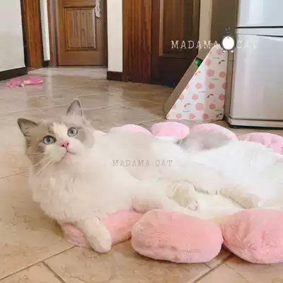 MADAMA CAT feeding cat girl cute sunflower pet plush nest mat cat stepping on milk soft cat nest