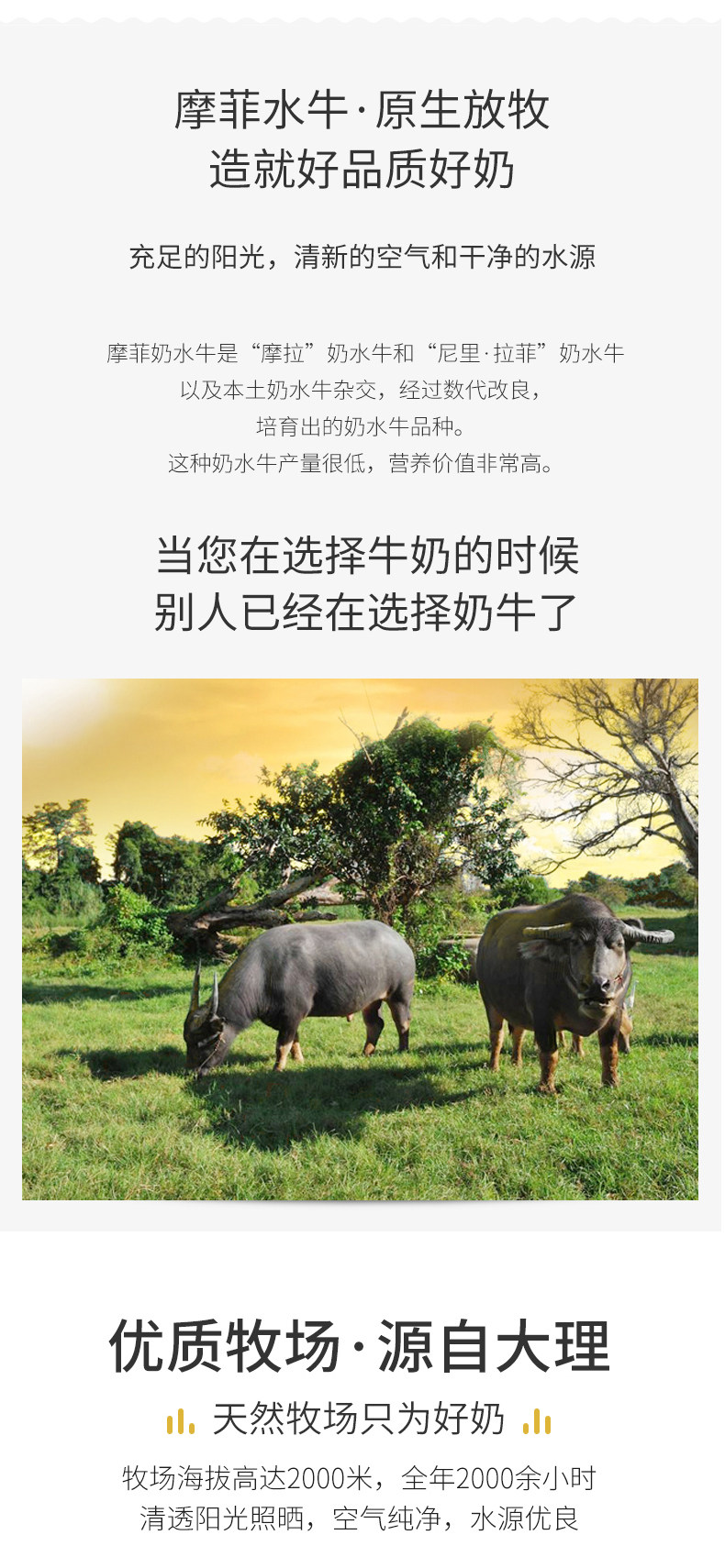 来思尔 全脂摩菲纯水牛奶早餐奶整箱206g*10盒 图2