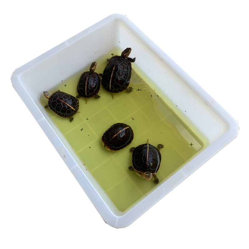 Yellow edge Turtle bath tub Anhui Yellow edge closed shell Turtle Bubble Water Feeding Basin transition rearing box Turtle Rim House Turtle