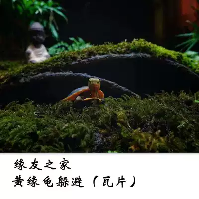 The home of the yellow edge to avoid the turtle to avoid the tile Anhui yellow edge closed shell turtle yellow edge turtle environment landscape
