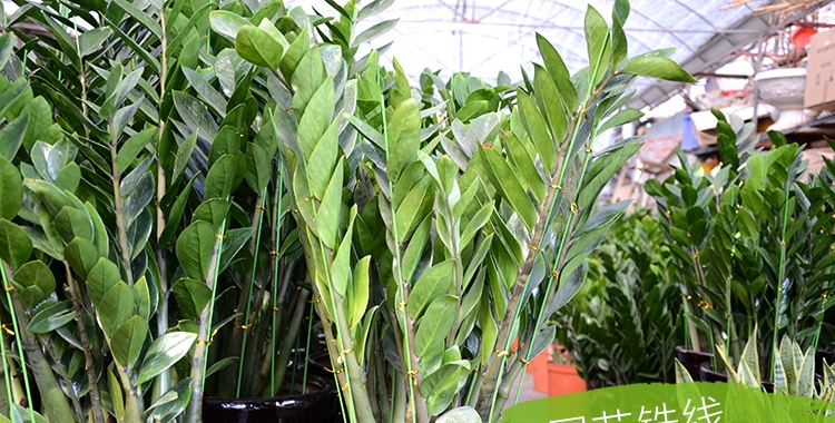 Làm vườn khung khung cây màu xanh lá cây nhà máy dây leo nho khung phalaenopsis tiền tree bracket nguồn cung cấp vườn