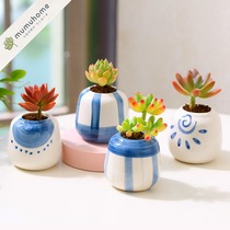  Yunnan straight-haired succulents package Creative meat combination Simple personality pudding flower pot Ceramic thumb pot