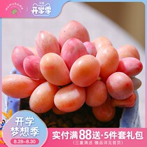 Yunnan straight-haired peach eggs succulents combination flower pot Indoor cute meat peach eggs without flower pots