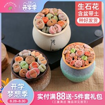  Raw stone flower novice package Succulents Flower combination Flower potted pot with soil butt flower succulents