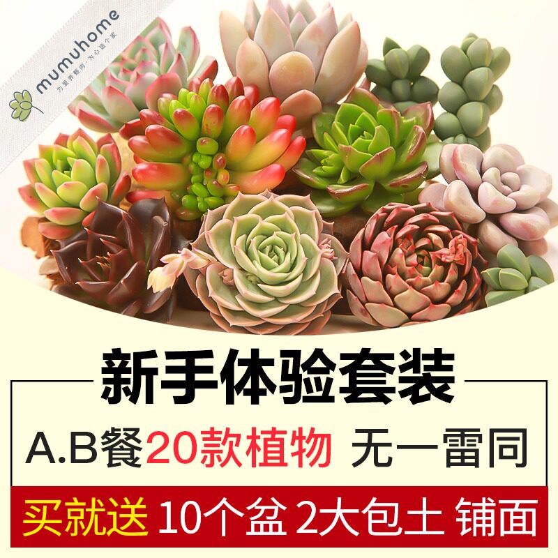 Yunnan Multi-Meat Plant New Hand Package Meat Plant Multi-meat Composition Green Planted Potted Flowers Multi Meat Flower Pots
