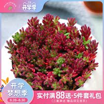 Yunnan straight hair MuMuHome Purple rice group succulents combination creative flower pot without flower pot