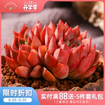  Yunnan straight-haired rose lady double-headed succulents combination potted flower state green plant Meng meat meat free pot