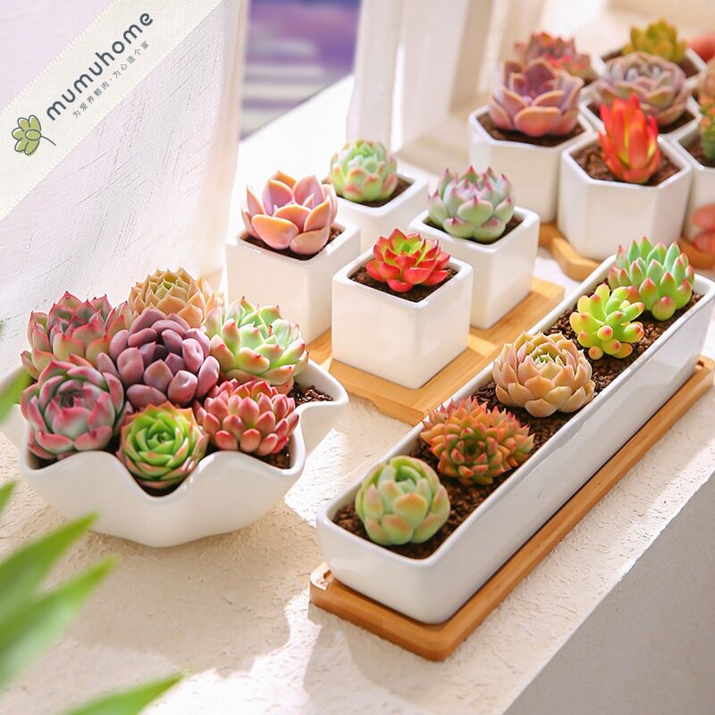 Yunnan succulents combination package Indoor small flower plant pot desktop meat plant send flower pot tool