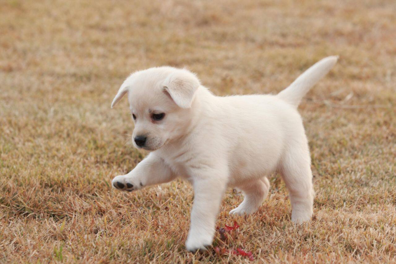 Pick降暑好物 给爱犬一个清爽的夏天 趣值买