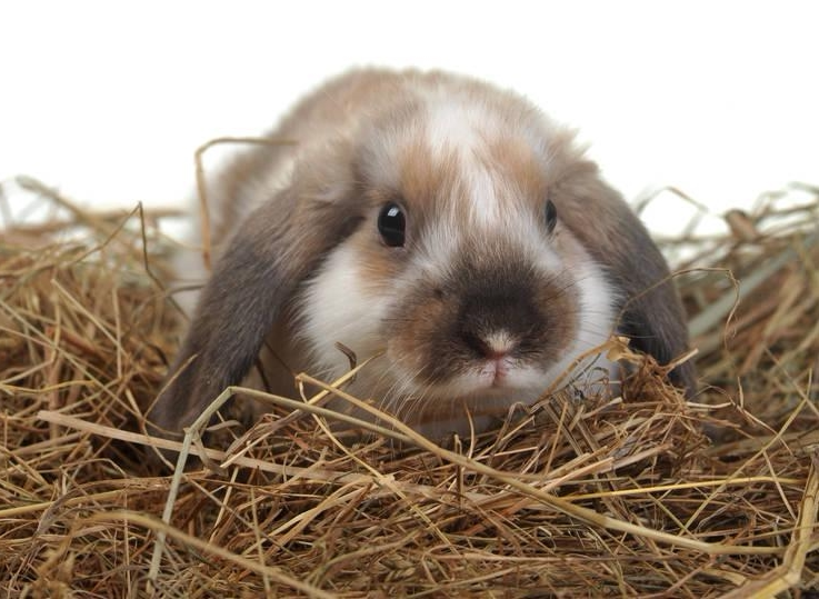 2020 new grass natural dry straw Dutch pig rabbit Rabbit Living Pasta Hay Hay pets for winter use