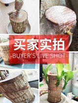 Soil-free hydroponic plants suitable for home-raised green plant Office hydroponic small flower seedlings four seasons easy-to-live Wood