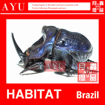 Yao Ye sword horns big dung beetle insect crafts materials collection scarab art design moon insect excellent products