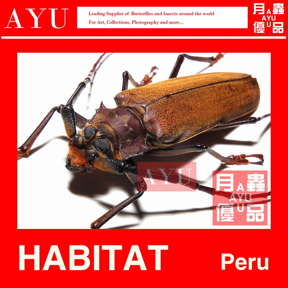 Xinamen hair tooth Tianniu Insect specimens Craft gift decoration materials Museum collection Beetle art design photography