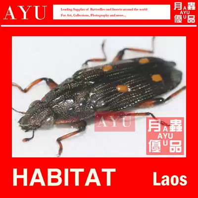 Laos wax spotted wood insect specimen craft gift decoration materials collection beetle art design Photography