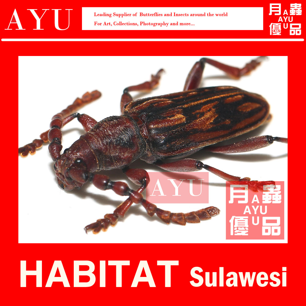 Sulawesi Pearl Corner Sky Bull Insect Craft Gift Hem Accessories Material Bots Collection Beetle Art Design Mothbug Eul