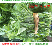 Pea seedlings Yunnan fresh vegetables pea tip farmers self-grown vegetables 3kg of Gree