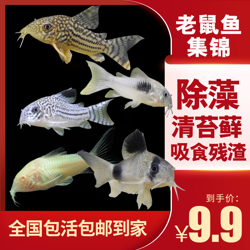 Scavenger tool fish Gold moss Rat Beard fish Sail fish White rat fish Cleaning fish Benthic fish Ornamental fish Live