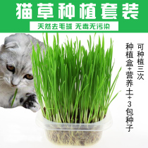 Cat grass dehair ball cat grass planting set cat grass hydroponic seed barley send soil cat grass seed