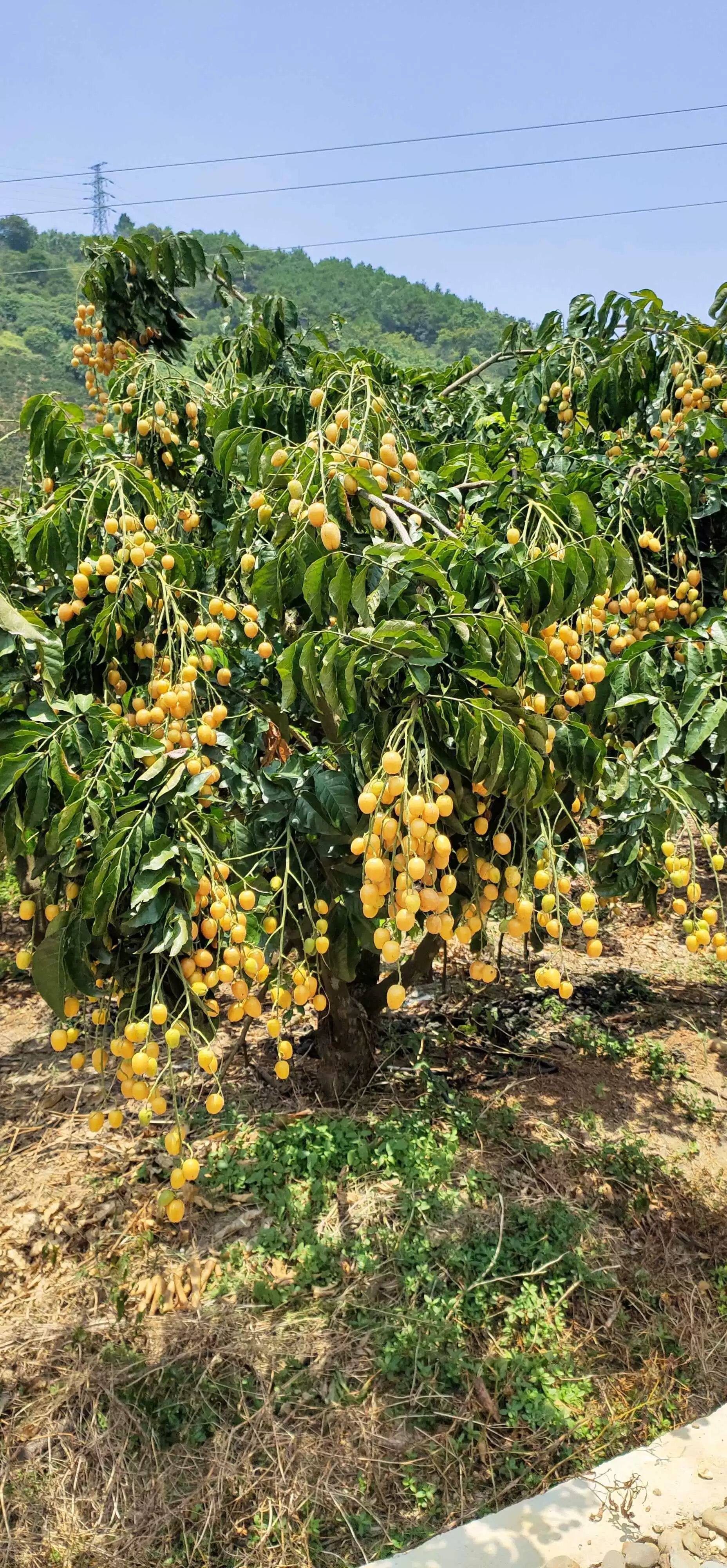 包邮广东云浮郁南原产地直发的无核黄皮苗和鸡心黄皮苗有何区别?-果树种子种苗-淘宝好物网