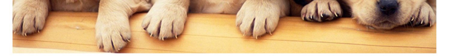 Chó bột sinh học IWkm81Dcom1 hộp thú cưng Chó mèo mèo tiêu chảy đặc biệt nôn - Cat / Dog Health bổ sung sữa cho chó uống	