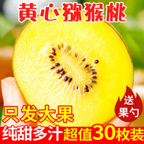 Sichuan Pujiang yellow heart kiwi fruit kiwi fruit fresh fruit seasonal whole box of gold big fruit picking monkey