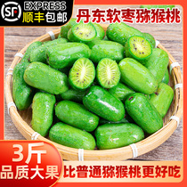 Dandong soft date kiwi fruit fresh season whole Box mini strange Berry dog round jujube pregnant woman Small