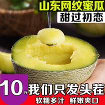 Shandong reticulated honeydew melon 10 catties of cantaloupe fresh fruit in the whole box of Shizuoka Honeydew Melon Melon cantaloupe