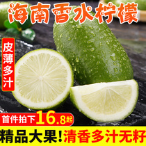 Hainan perfume lemon 10kg fresh should Season fruit green lemon milk tea shop special water lemon seedless 5