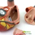 Y tế cao cấp phóng đại gấp 4 lần tim người Siêu âm màu B mô hình giảng dạy giải phẫu tim - Chế độ tĩnh