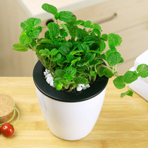 Drug-taking grass plants potted plants formaldehyde-absorbing plants are good to raise flowers in addition to odor with potted plants are good