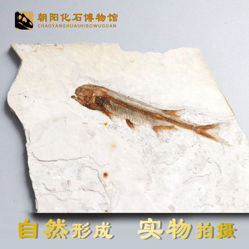 Liaoxi natural paleontology wolffin fish fossil animal fossil bare plate rough specimen ornament science teaching fossil