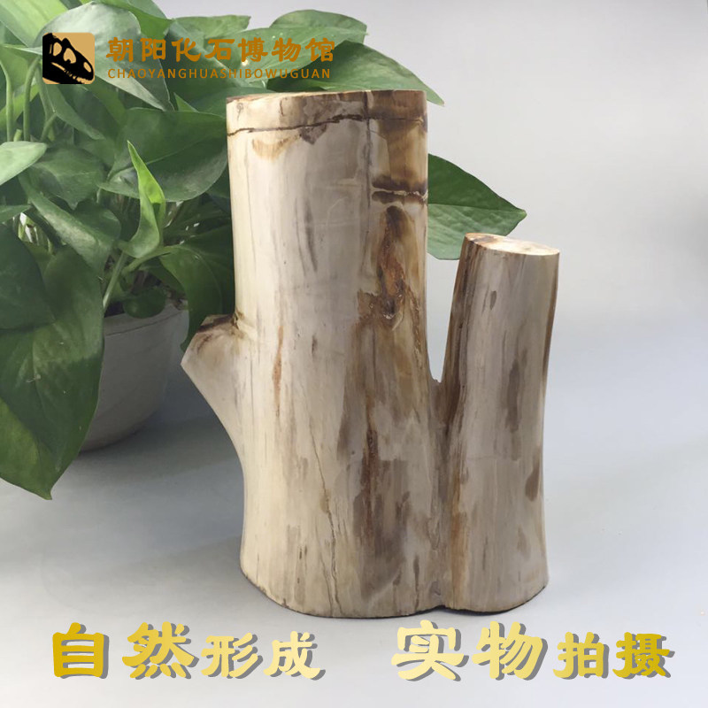 Liaoxi natural paleontological fossils Wood fossils Sightseeing stone Tree fossils Silicified wood tree jade stone ornaments