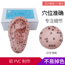 Moxibustion Teaching of 13cm17cm Ear Reflex Area Model Ear Point Model Ear Acupoint Model Acupoint Model Acupuncture Teaching