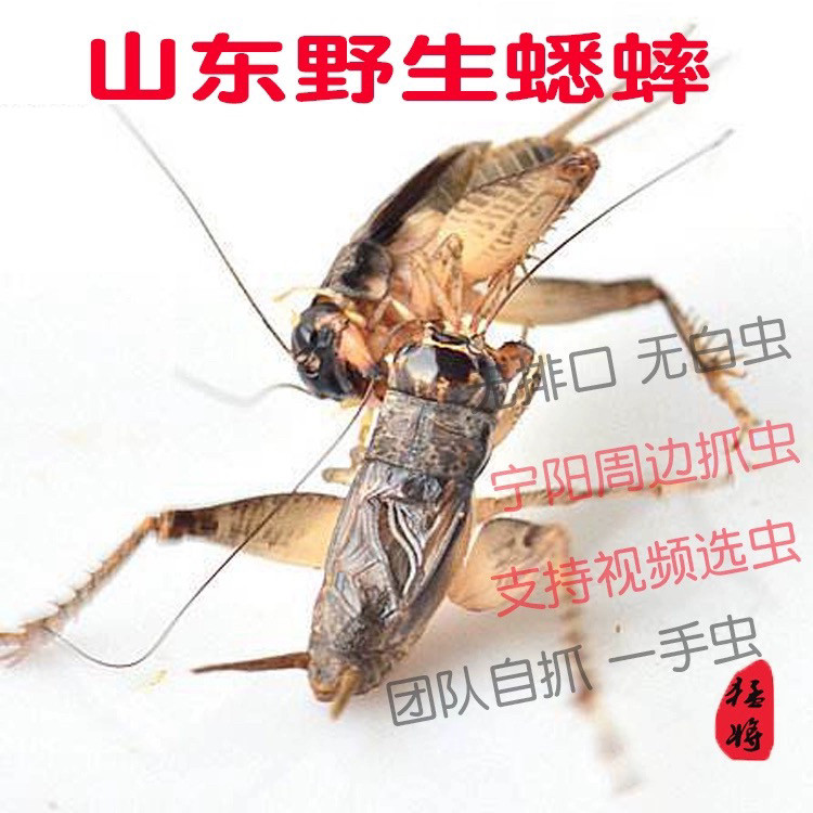 蟋蟀盆/蛐蛐罐蟋蟀蛉房蛐蛐过笼：蟋蟀爱好者的终极装备！带你领略斗虫