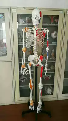 Human skeleton model Art Medical yoga fitness skeleton model